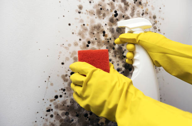 Best Mold Cleaning Services  in Bort, GA